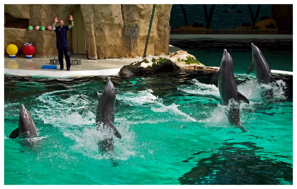 Delphinarium Foto &amp; Bild | tiere, zoo, wildpark &amp; falknerei, säugetiere ...