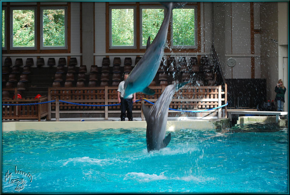 Delphinarium Münster 1 Foto &amp; Bild | tiere, zoo, wildpark &amp; falknerei ...