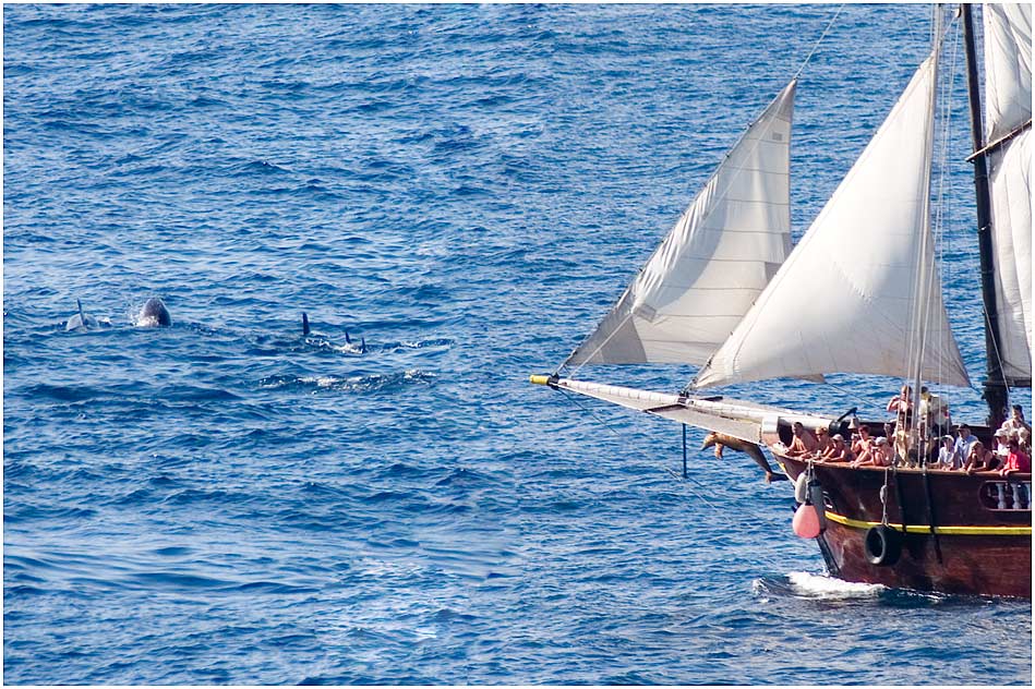 Delphinbeobachtung zwischen Teneriffa und La Gomera