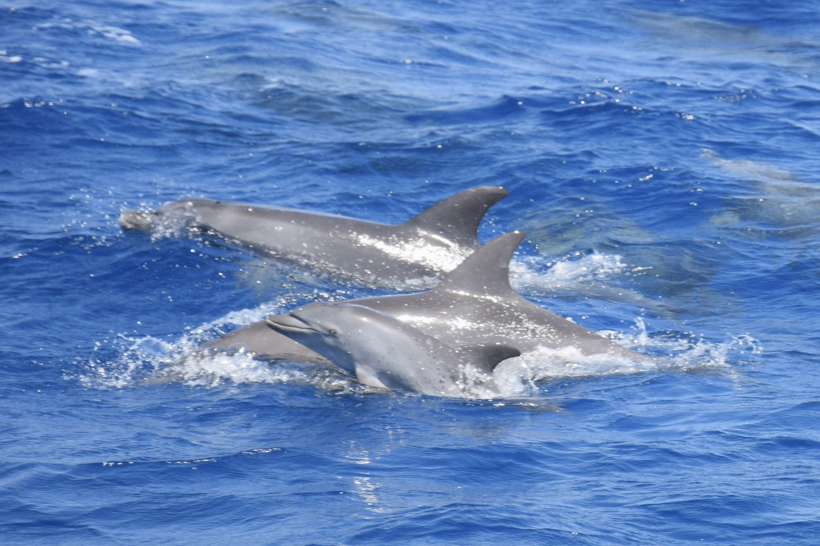 Delphine Foto Bild Tiere Wildlife Saugetiere Bilder Auf Fotocommunity