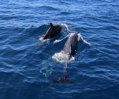 Delphine an Costa Ricas Pazifikküste