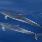 Delphine auf Tauchfahrt