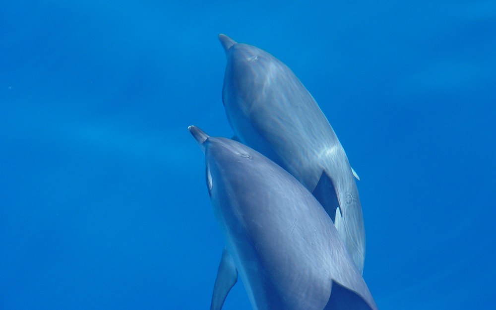 Delphine bei Gomera