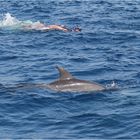 Delphine beim Schnorcheln vor Safaga