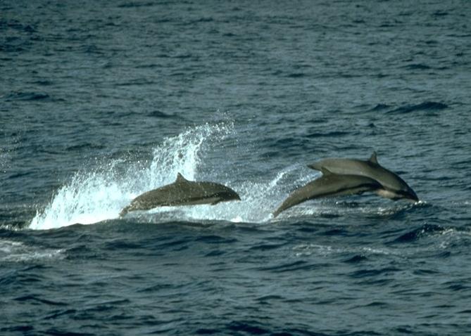 Delphine Frei Im Meer Foto Bild Natur Kreativ Ir Pics Urlaub Natur Bilder Auf Fotocommunity