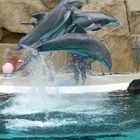 Delphine im Gruppensprung