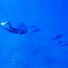Delphine im offenen Meer