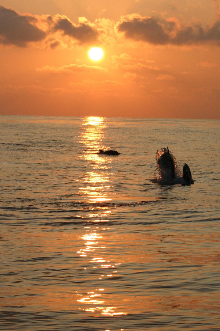 Delphine Im Sonnenaufgang Foto Bild Tiere Wildlife Fische Bilder Auf Fotocommunity