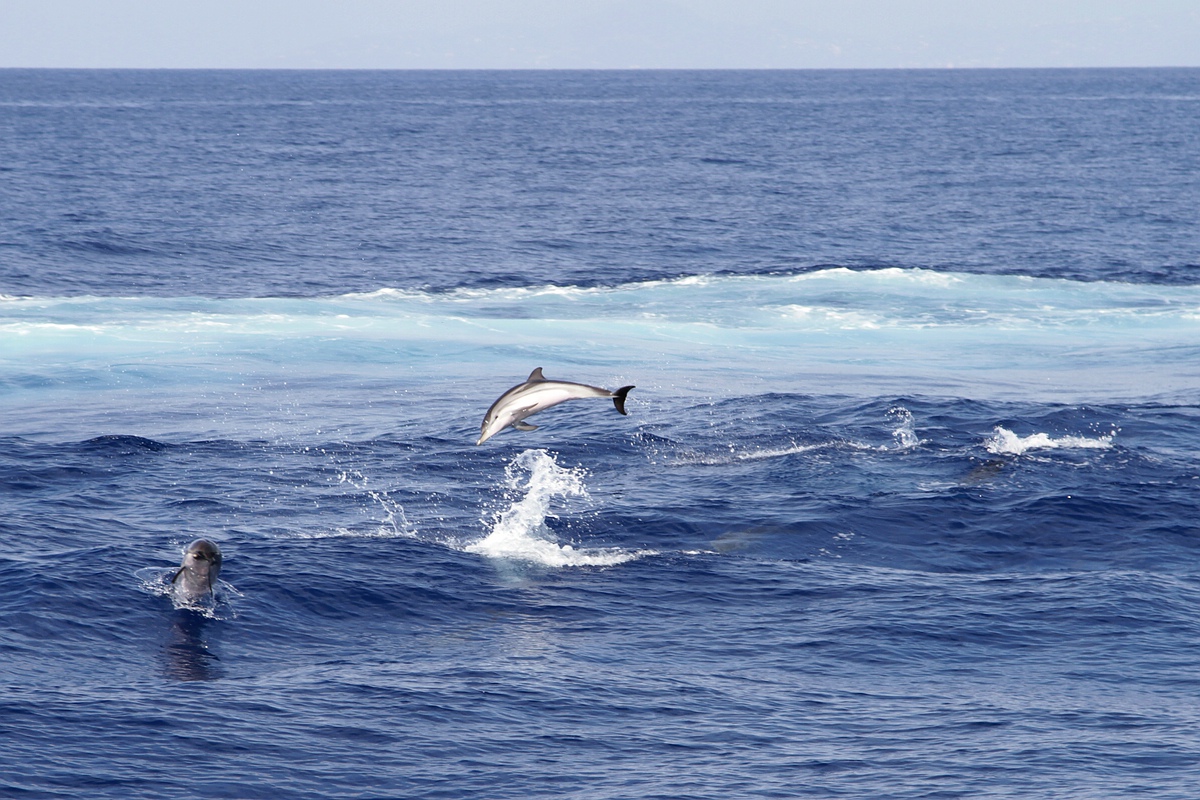 Delphine im Thyrrenischen Meer