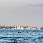 Delphine vor der Küste Istriens