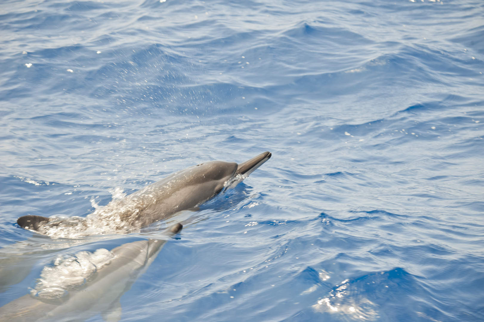 Delphine vor Hawaii