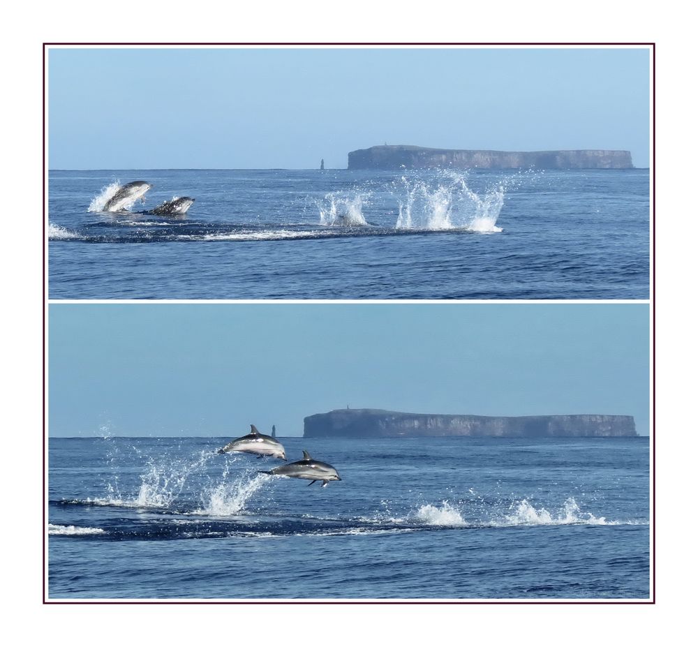 Delphine vor Madeira