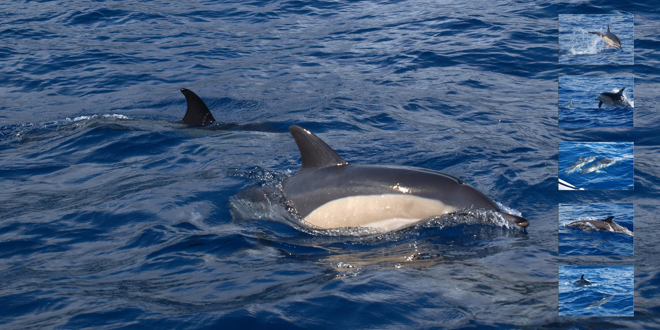 Delphine vor Pico