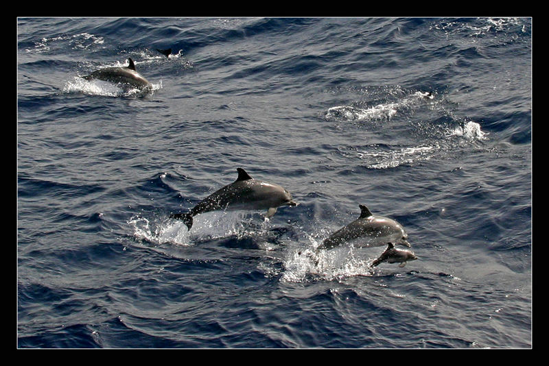 Delphinfamilienausflug