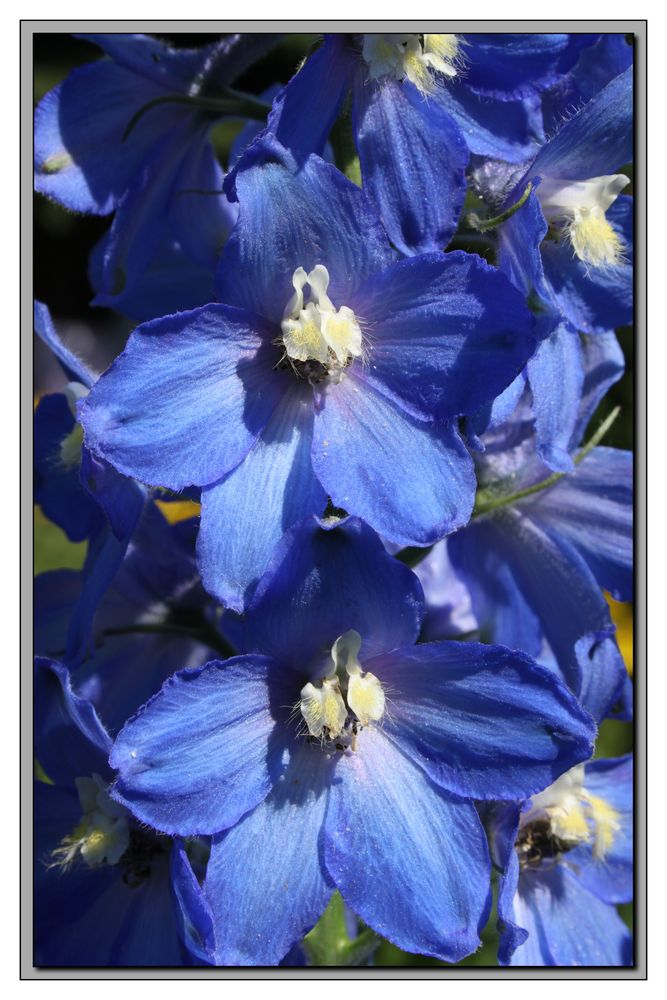 Delphinium (2)