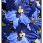 Delphinium (2)