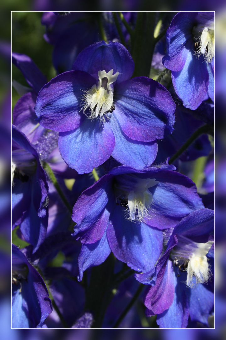 Delphinium (3)