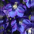 Delphinium (3)