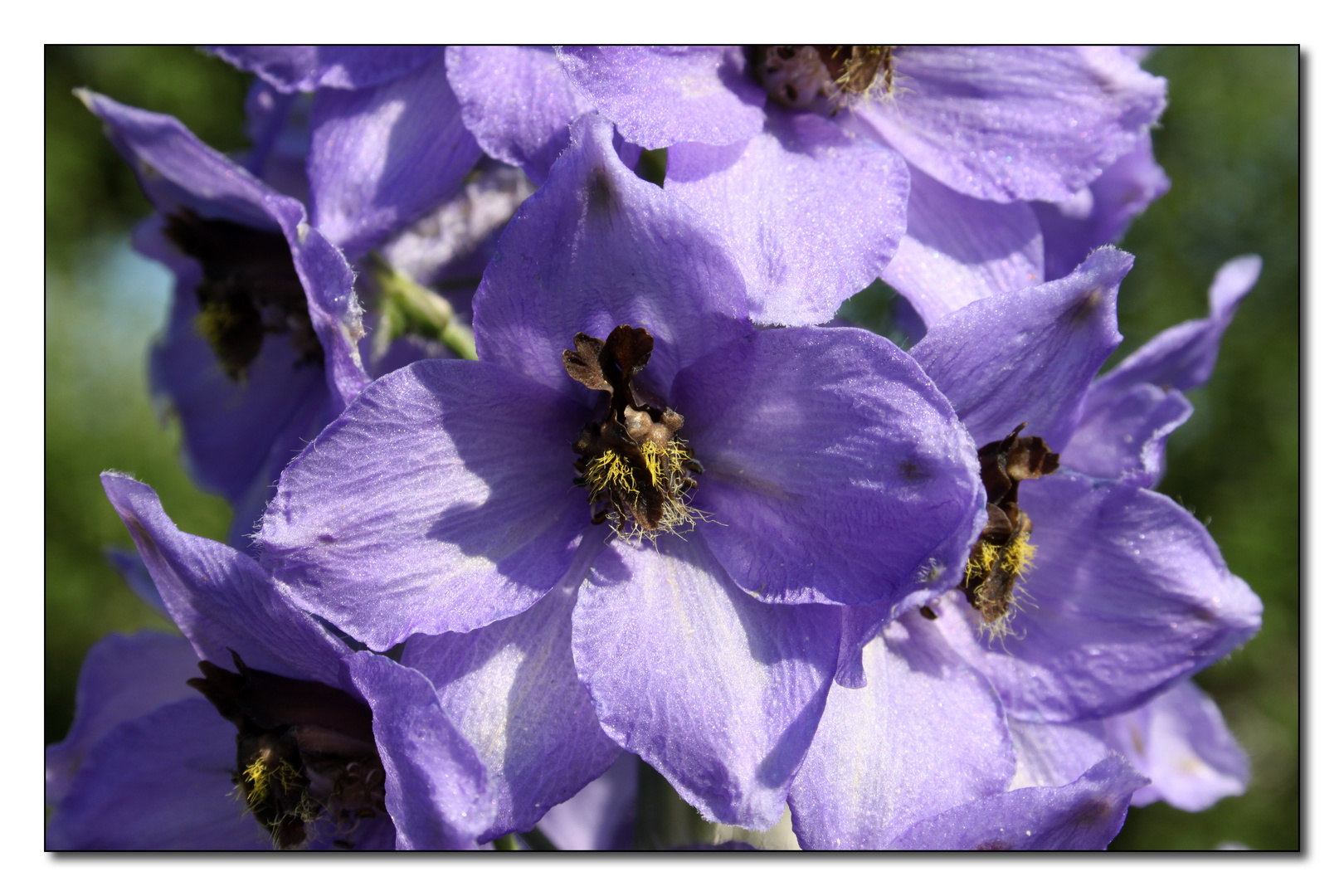 Delphinium