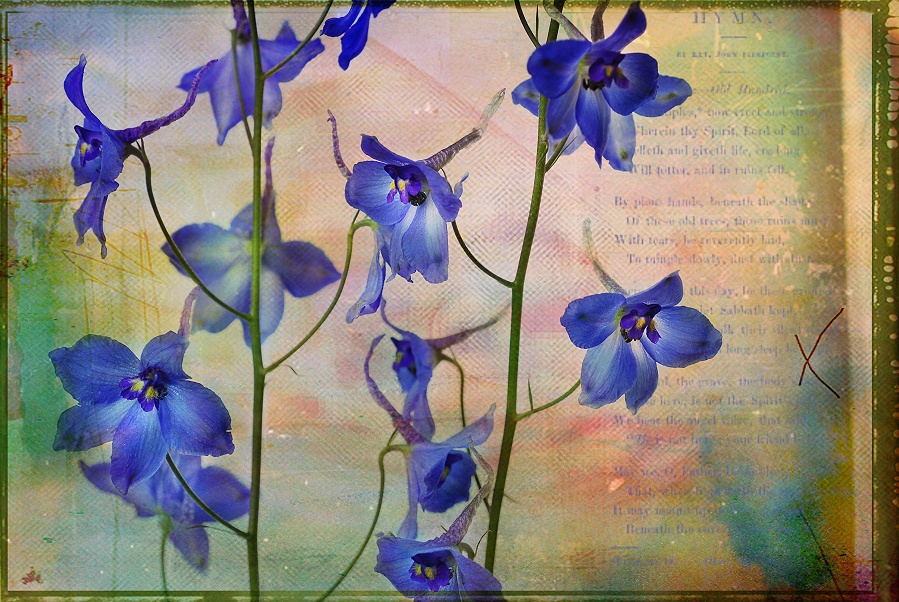 Delphinium