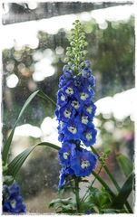 Delphinium