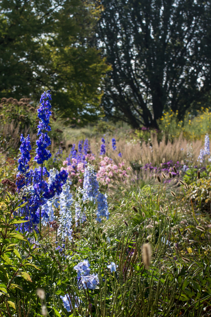 Delphinium