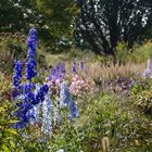 Delphinium