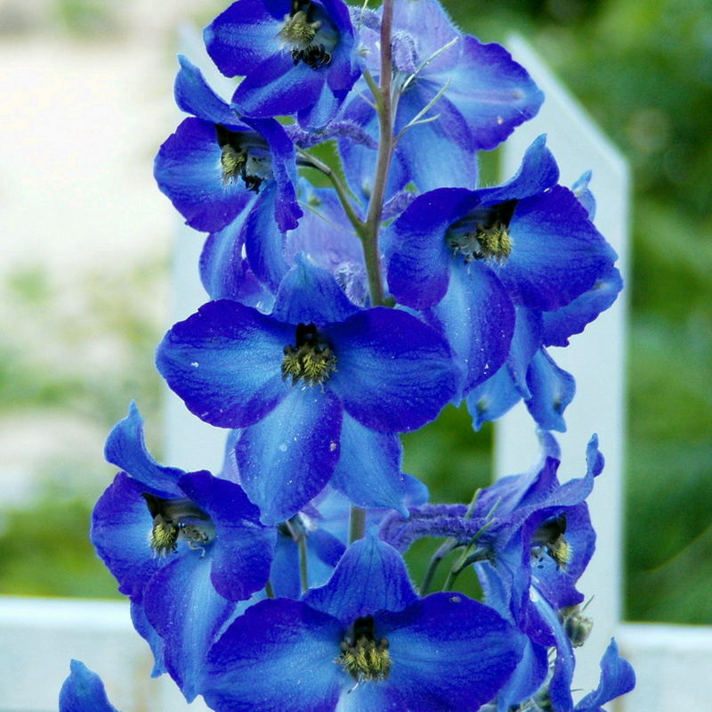 Delphinium