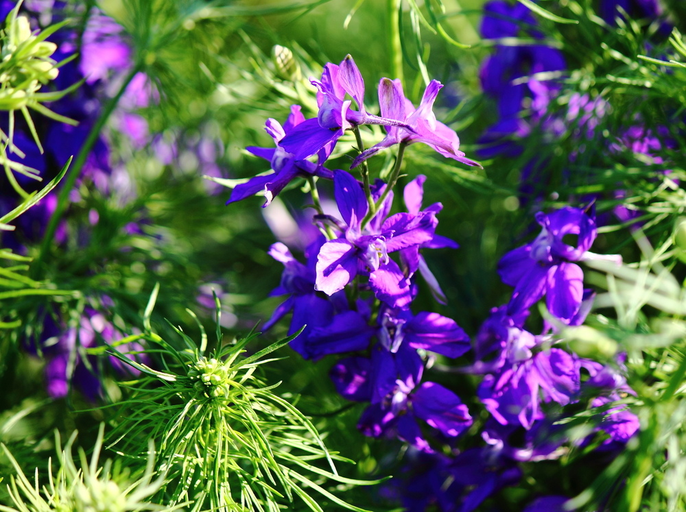 Delphinium