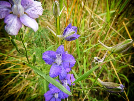 Delphinium ajacis