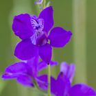 Delphinium ajacis L. 