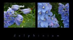 ~ delphinium ~