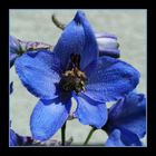 Delphinium Consolida