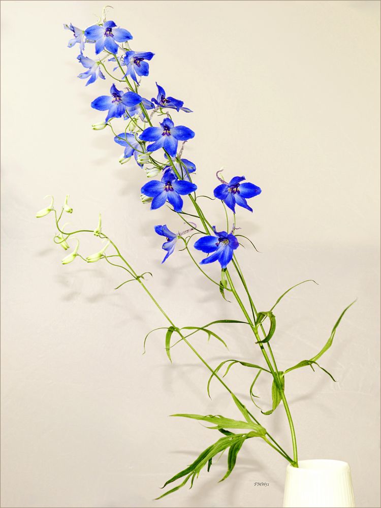 Delphinium