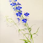 Delphinium