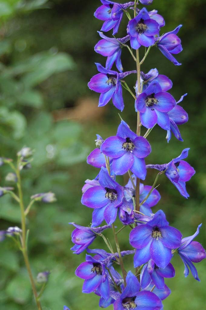 Delphinium Elatum