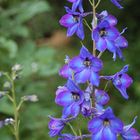 Delphinium Elatum