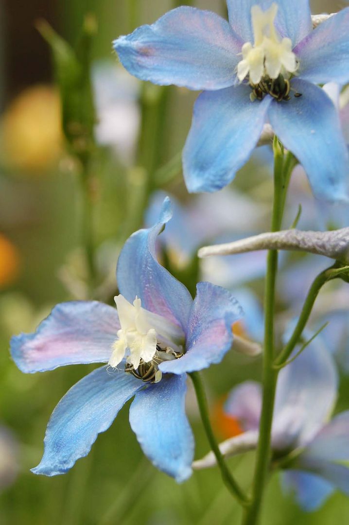 Delphinium elatum 'Berghimmel'