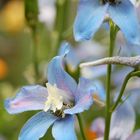 Delphinium elatum 'Berghimmel'