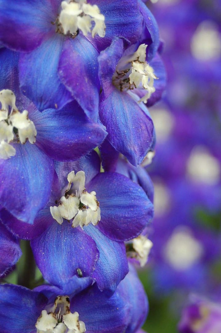 Delphinium elatum 'Polarnacht'