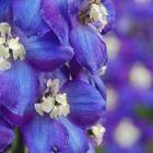 Delphinium elatum 'Polarnacht'