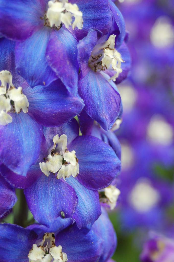 Delphinium Elatum 'Royal Aspirations'