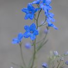 delphinium gradiflorum