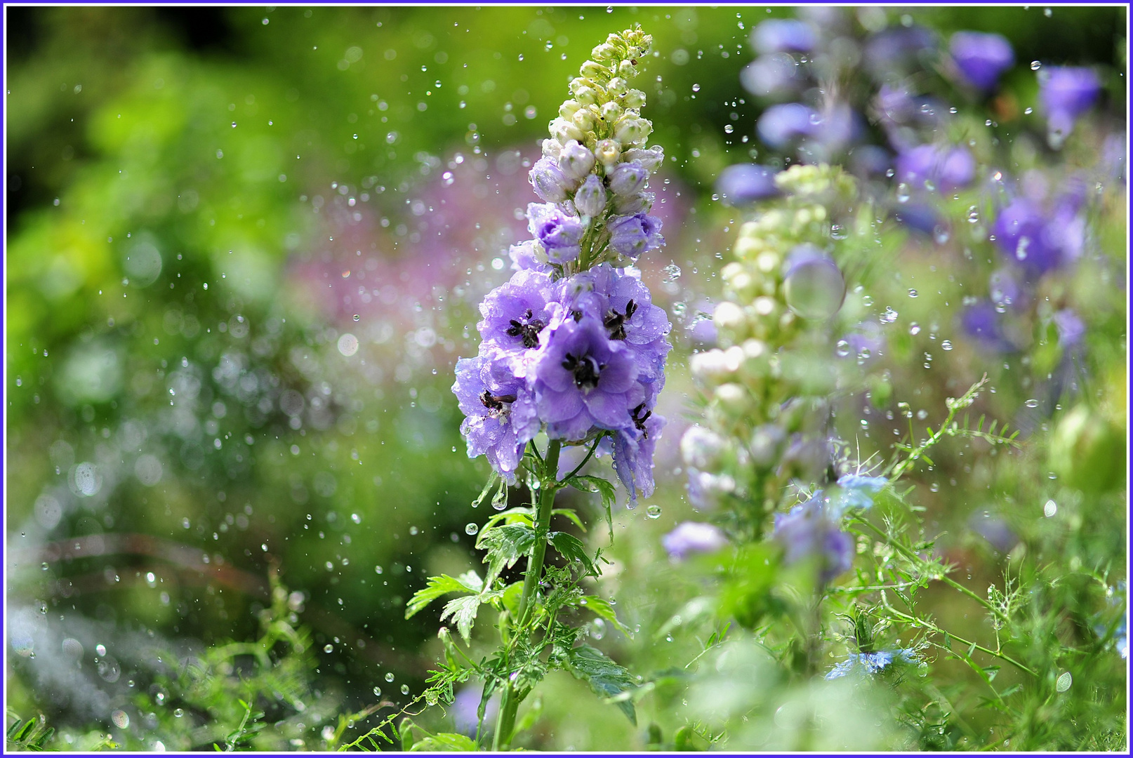 Delphinium lernt Schwimmen