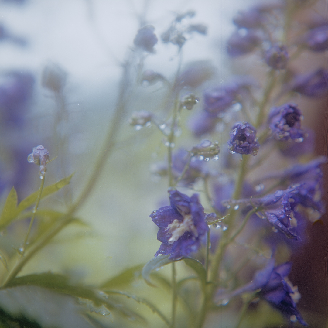 Delphinium Mittwoch