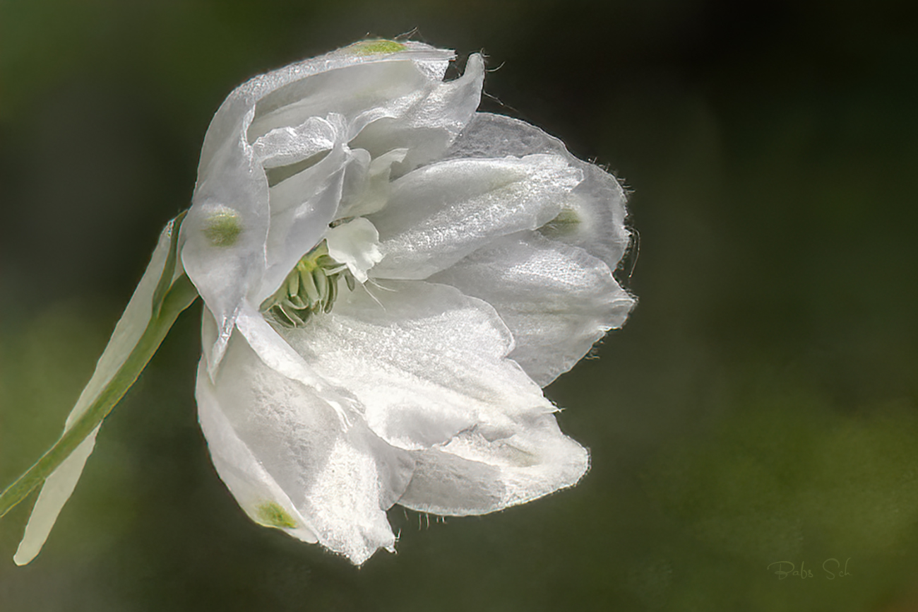 Delphinium Pacific 'Galahad'