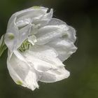 Delphinium Pacific 'Galahad'