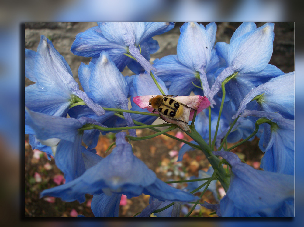 delphiniums