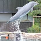 DelphinLagune im Tiergarten