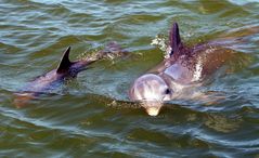 Delphinmutter mit Jungtier